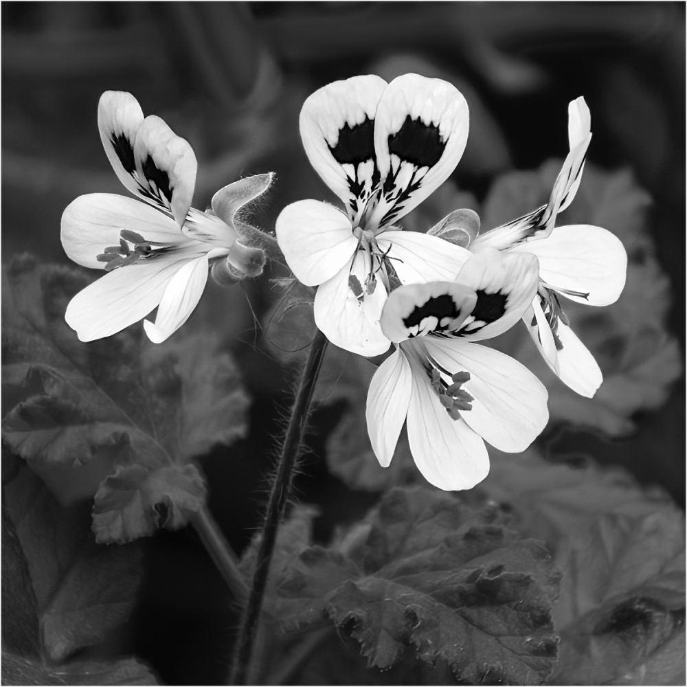 Hedgerow Flower